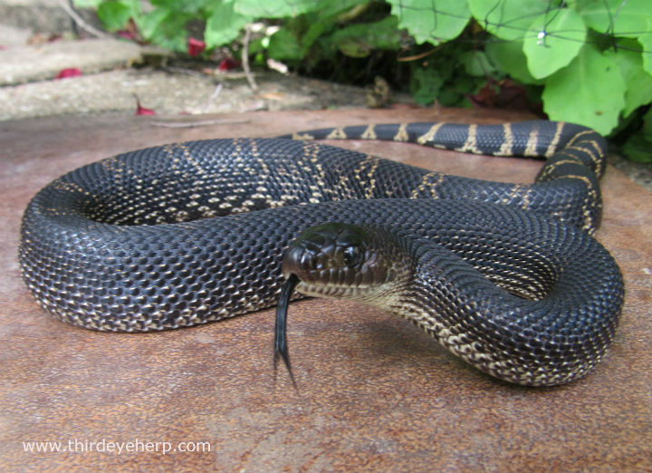 Black Pine Snake